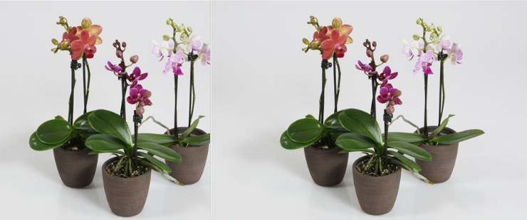 Ορχιδέα Φαλαίνοψις Μίνι "Νάνα" (1) Φυτό  σε ποτ (1) Κλώνος Λουλουδιών.